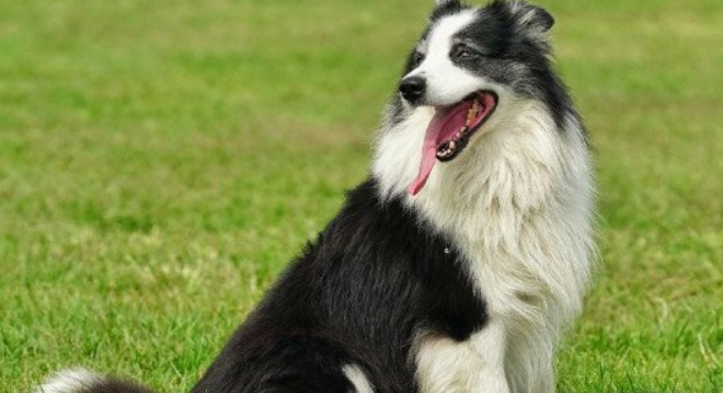 边境牧羊犬吃剩饭菜吗