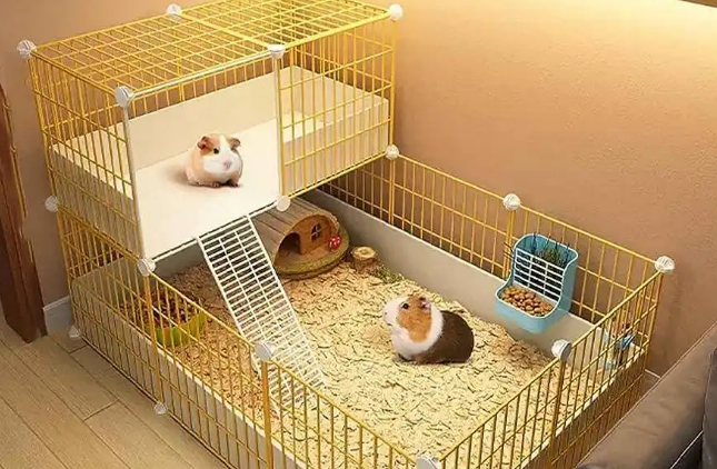 养豚鼠需要准备的6件必需品