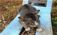 棺材为什么不能让猫靠近