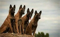 为什么大家都不太敢养马犬?