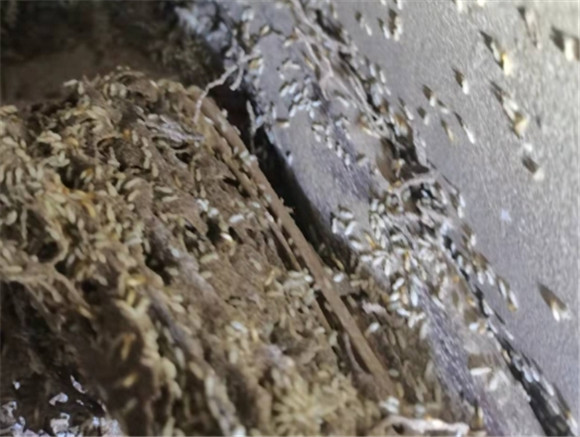 白蚁上门清除 白蚁上门清除