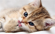 猫喘气像哮喘一样