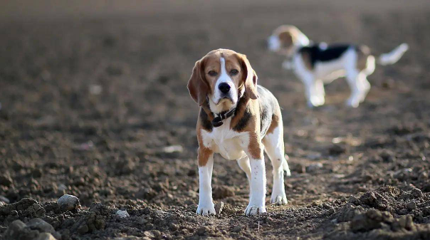 比格犬的攻击性强不强？