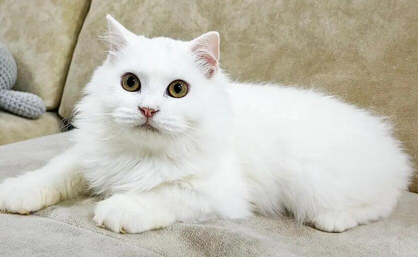 纯白的猫一般人养不了
