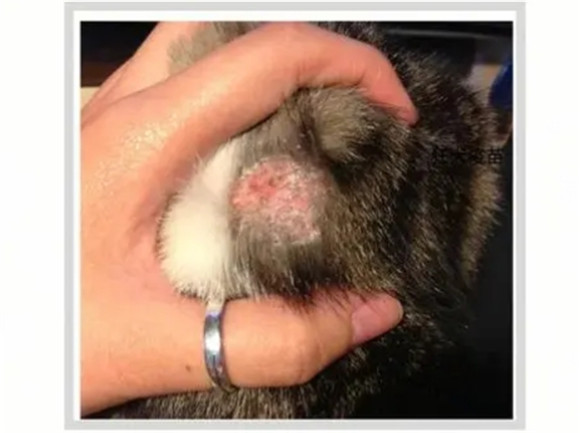 红霉素治猫癣太好用了