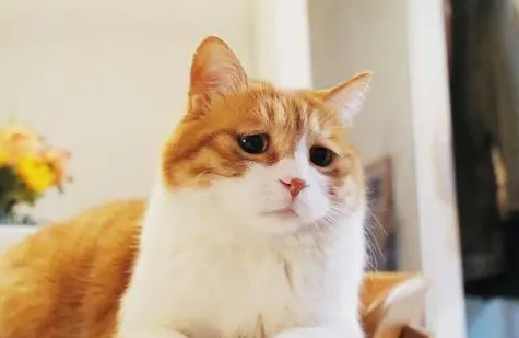 猫的性格有三处古怪