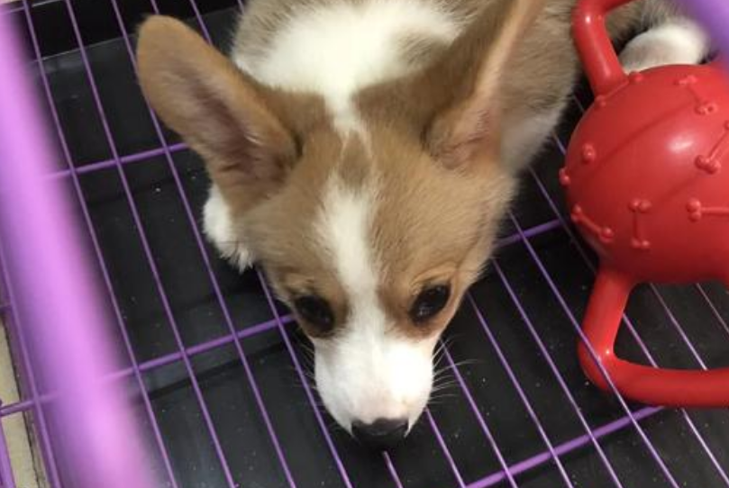柯基幼犬一天喂几次狗粮
