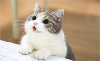 猫的后颈肉被扯的很松弛了