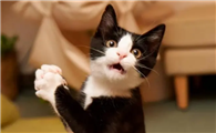 猫打呼噜是生气还是高兴