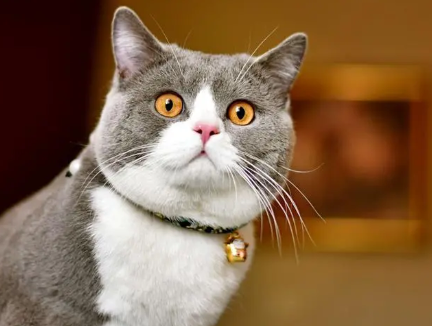 猫从七楼掉下来会死吗