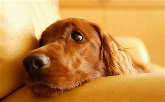 狗狗犬瘟一直惨叫