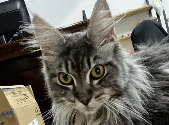 猫传腹是怎么引起的 猫传腹是怎么引起的