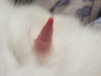 公猫钉钉上的倒刺图片
