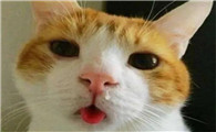 猫的鼻子发出噗噗声怎么解决