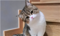 猫吃老鼠会不会携带病毒