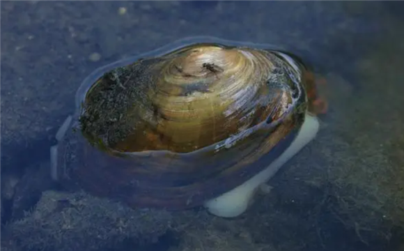 河蚌可以吃什么