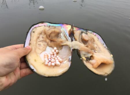 哪里产珍珠蚌 哪里产珍珠蚌