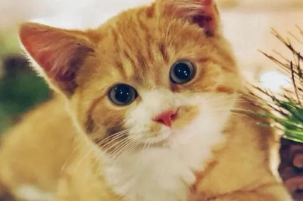 猫咪能吃生虾仁吗