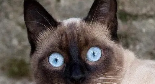 新手买猫要三思后行,这五种猫很容易被抛弃! 新手买猫要三思后行,这五种猫很容易被抛弃!