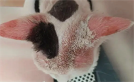 红霉素软膏能治猫癣吗