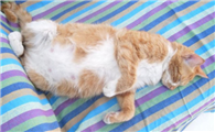 怀孕50天的猫肚子多大