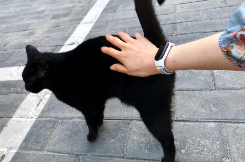 黑猫喜欢靠近什么人