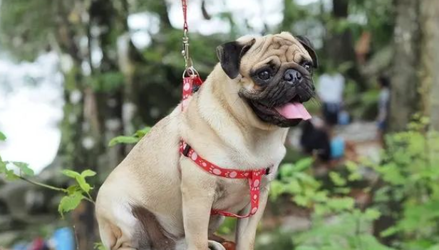 养了才知道，巴哥犬的这几个优缺点！