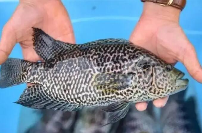 海口石斑鱼多少钱一斤