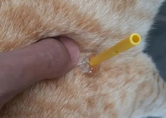 流浪猫身上插着塑料棍,以为被人恶意伤害,拔出一看笑哭 流浪猫身上插着塑料棍,以为被人恶意伤害,拔出一看笑哭