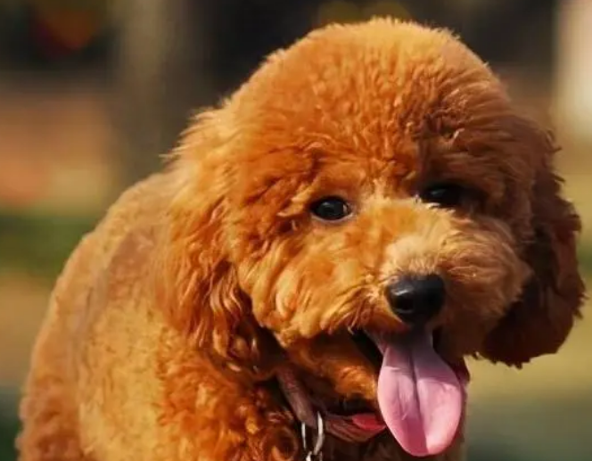 了解“泰迪犬”的优缺点,让你养狗狗不踩坑! 了解“泰迪犬”的优缺点,让你养狗狗不踩坑!
