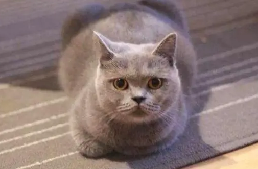 猫的平均寿命