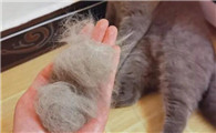 猫掉毛厉害怎么办