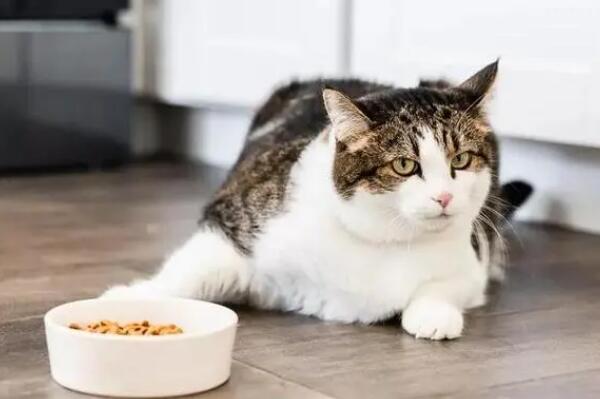 猫产前到底吃不吃东西