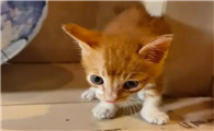 父母不喜欢猫强行养了