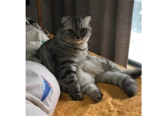 公猫什么时候发起情