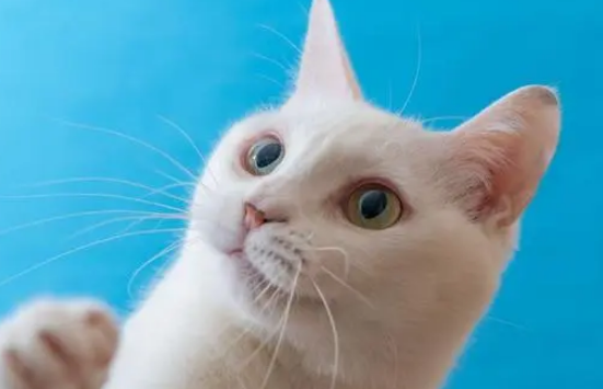猫的胡须能起到什么作用