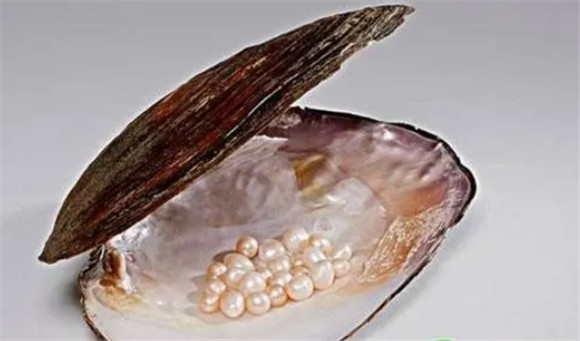 珍珠蚌怎么选