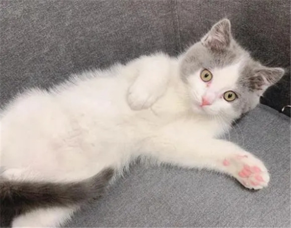 猫抽搐四腿乱蹬怎么救