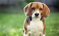 比格犬为什么很少人养