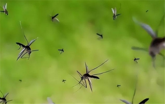 雌性蚊子吸血吗