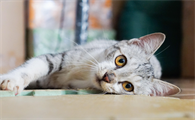 猫吃牛肉吗