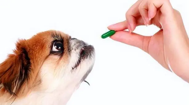 狗狗犬瘟叫不停还有希望吗
