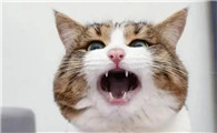 猫低沉呜呜像发怒的声音