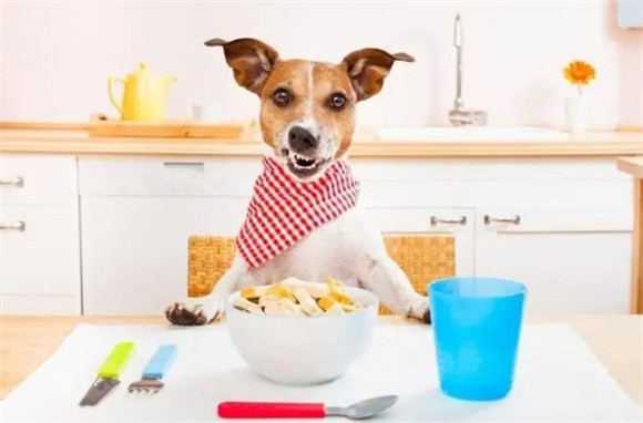 狗狗肠胃恢复期吃什么食物 狗狗肠胃恢复期吃什么食物