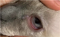 猫的眼珠子突然变红好恐怖