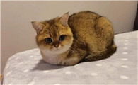 感觉自己的猫长不大