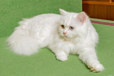 波斯猫VS加菲猫:三大维度下的独特魅力 波斯猫VS加菲猫:三大维度下的独特魅力