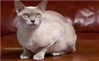猫的别称
