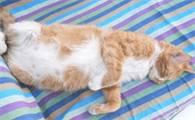 怀孕的猫拉软便怎么回事