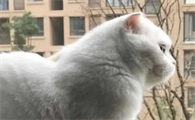 猫的正确读音是什么